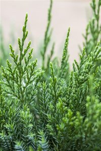 Juniperus pf. 'Mint Julep' 40-50 cm cont. 5,0L - image 2