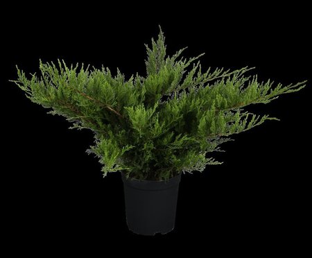 Juniperus pf. 'Mint Julep' 40-50 cm cont. 5,0L - image 3