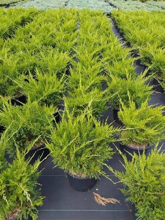 Juniperus pf. 'Mint Julep' 40-50 cm cont. 7,5L