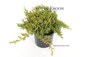 Juniperus procumbens 'Nana' 20-25 cm cont. 2,0L