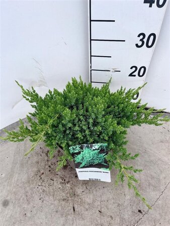 Juniperus procumbens 'Nana' 25-30 cm cont. 3,0L - afbeelding 5
