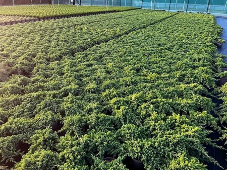 Juniperus procumbens 'Nana' 25-30 cm cont. 3,0L - afbeelding 6