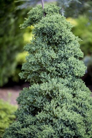 Juniperus procumbens 'Nana' 40-50 cm cont. 5,0L - afbeelding 2
