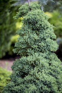 Juniperus procumbens 'Nana' 40-50 cm cont. 5,0L - afbeelding 2