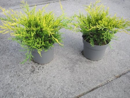 Juniperus pf. 'Old Gold' 20-25 cm cont. 2,0L - afbeelding 3