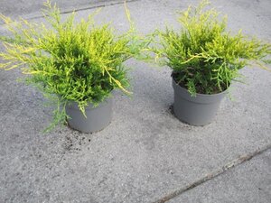Juniperus pf. 'Old Gold' 20-25 cm cont. 2,0L - afbeelding 3