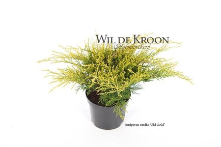 Juniperus pf. 'Old Gold' 20-25 cm cont. 2,0L - afbeelding 4