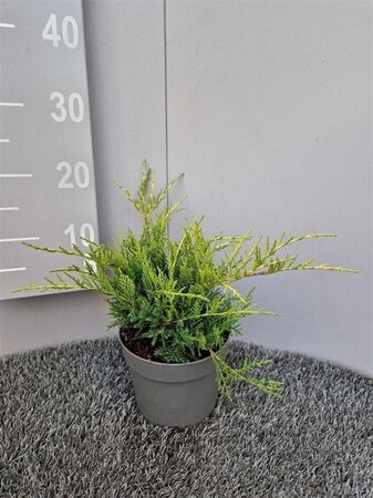 Juniperus pf. 'Old Gold' 20-30 cm cont. 2,0L - afbeelding 3