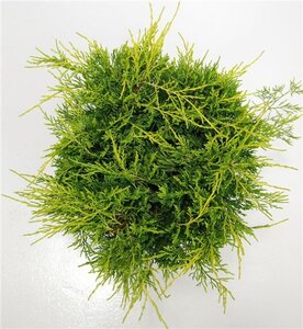 Juniperus pf. 'Old Gold' 40-50 cm cont. 7,5L - afbeelding 2