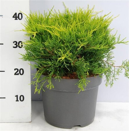 Juniperus pf. 'Old Gold' 40-50 cm cont. 7,5L - afbeelding 3