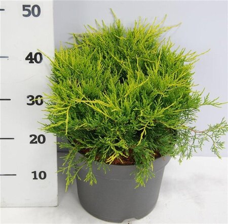 Juniperus pf. 'Old Gold' 40-50 cm cont. 7,5L - afbeelding 4