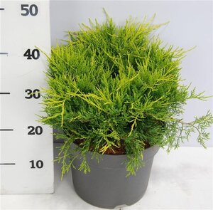 Juniperus pf. 'Old Gold' 40-50 cm cont. 7,5L - afbeelding 4