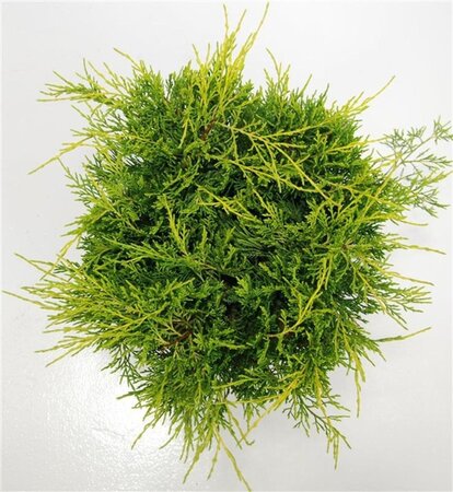 Juniperus pf. 'Old Gold' 40-50 cm cont. 7,5L - image 2