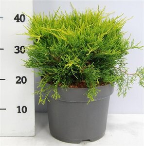 Juniperus pf. 'Old Gold' 40-50 cm cont. 7,5L - image 3