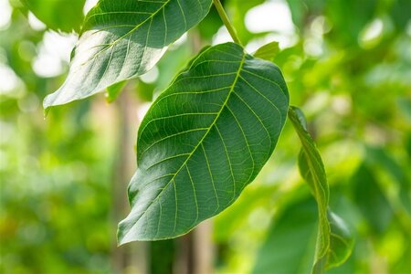 Juglans r. 'Broadview' 14-16 Hoogstam draadkluit 2 X verplant - afbeelding 5