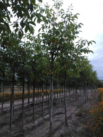 Juglans r. 'Broadview' 16-18 Hoogstam draadkluit 3 X verplant - afbeelding 7