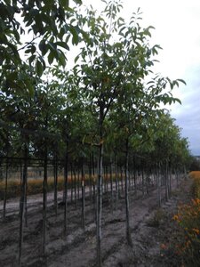 Juglans r. 'Broadview' 16-18 Hoogstam draadkluit 3 X verplant - afbeelding 7