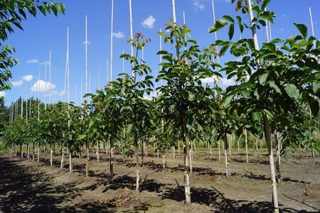 Juglans r. 'Broadview' 6-8 Hoogstam draadkluit - afbeelding 7