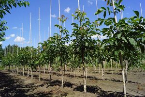 Juglans r. 'Broadview' 6-8 Hoogstam draadkluit - afbeelding 7