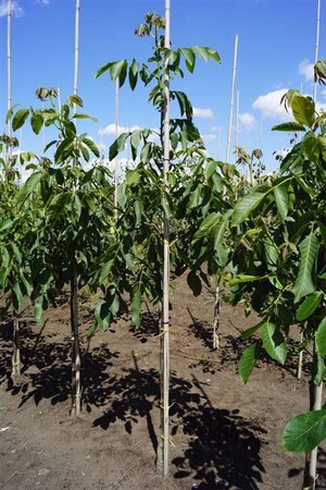 Juglans r. 'Broadview' 6-8 Hoogstam draadkluit - afbeelding 8