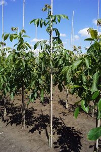 Juglans r. 'Broadview' 6-8 Hoogstam draadkluit - afbeelding 8