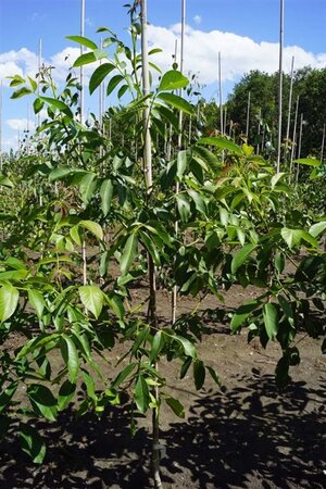 Juglans r. 'Buccaneer' 10-12 Hoogstam draadkluit - afbeelding 5