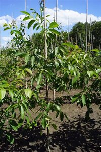 Juglans r. 'Buccaneer' 10-12 Hoogstam draadkluit - afbeelding 5