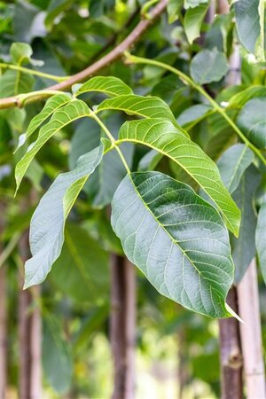 Juglans r. 'Buccaneer' 10-12 Hoogstam draadkluit - afbeelding 2
