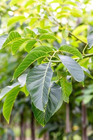 Juglans r. 'Buccaneer' 14-16 Hoogstam cont. 50L - afbeelding 1