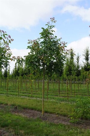 Juglans r. 'Buccaneer' 18-20 Hoogstam draadkluit 3 X verplant - afbeelding 5