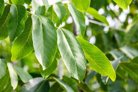 Juglans r. 'Buccaneer' 20-25 Hoogstam draadkluit 4 X verplant - afbeelding 2