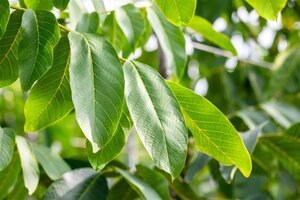 Juglans r. 'Buccaneer' 20-25 Hoogstam draadkluit 4 X verplant - afbeelding 2