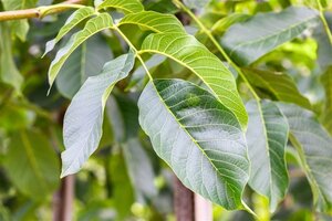 Juglans r. 'Buccaneer' 20-25 Hoogstam draadkluit 4 X verplant - afbeelding 3