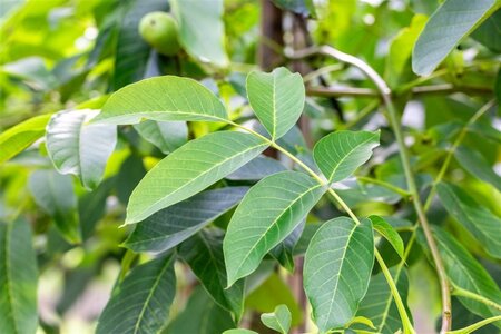 Juglans r. 'Buccaneer' 20-25 Hoogstam draadkluit 4 X verplant - afbeelding 4