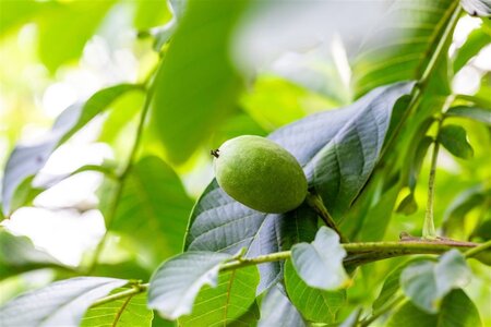 Juglans r. 'Buccaneer' 20-25 Hoogstam draadkluit 4 X verplant - afbeelding 5