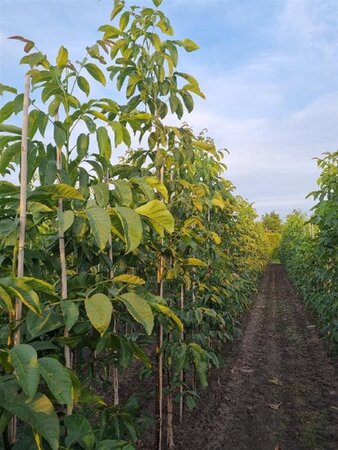 Juglans r. 'Buccaneer' 6-8 Hoogstam wortelgoed - afbeelding 4