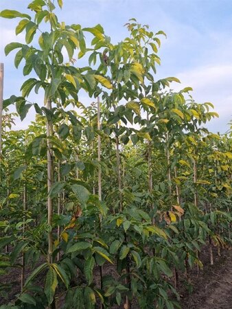 Juglans r. 'Buccaneer' 6-8 Hoogstam wortelgoed - afbeelding 2