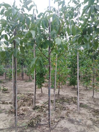 Juglans r. 'Buccaneer' 6-8 STA BR - image 10