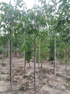 Juglans r. 'Buccaneer' 6-8 STA BR - image 10