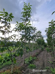 Juglans r. 'Buccaneer' 6-8 STA BR - image 5