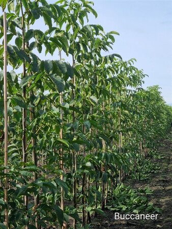 Juglans r. 'Buccaneer' 6-8 STA BR - image 3