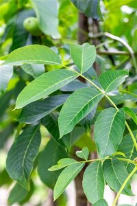Juglans r. 'Buccaneer' 8-10 Hoogstam cont. 35L