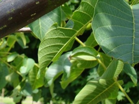 Juglans r. 'Buccaneer' dubbeleUmetrek BR - image 3