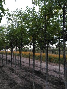 Juglans r. 'Coenen' 12-14 Hoogstam draadkluit 2 X verplant