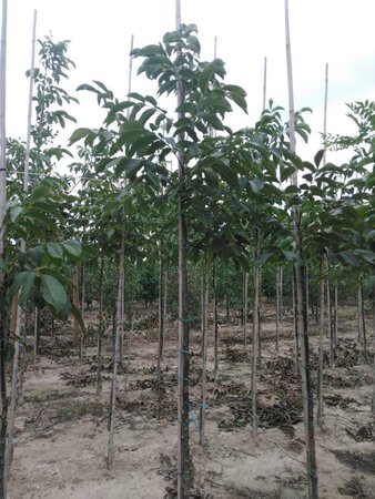 Juglans r. 'Coenen' 6-8 STA BR - image 1