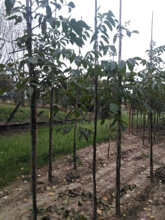Juglans r. 'Coenen' 6-8 STA BR - image 2