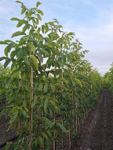 Juglans r. 'Franquette' 6-8 Hoogstam wortelgoed