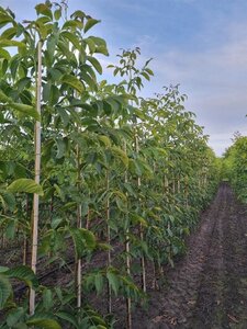 Juglans r. 'Franquette' 6-8 Hoogstam wortelgoed - afbeelding 2