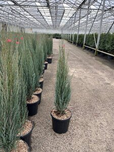 Juniperus s. 'Blue Arrow' 100-125 cm cont. 15L