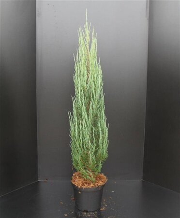 Juniperus s. 'Blue Arrow' 100-125 cm cont. 7,5L - afbeelding 4